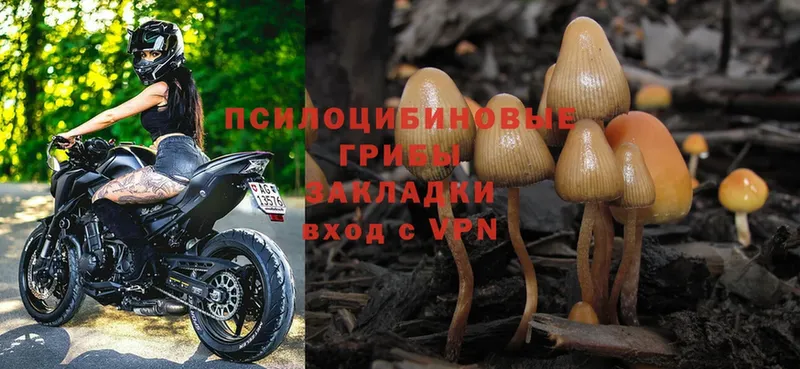 Галлюциногенные грибы Magic Shrooms  Гаджиево 